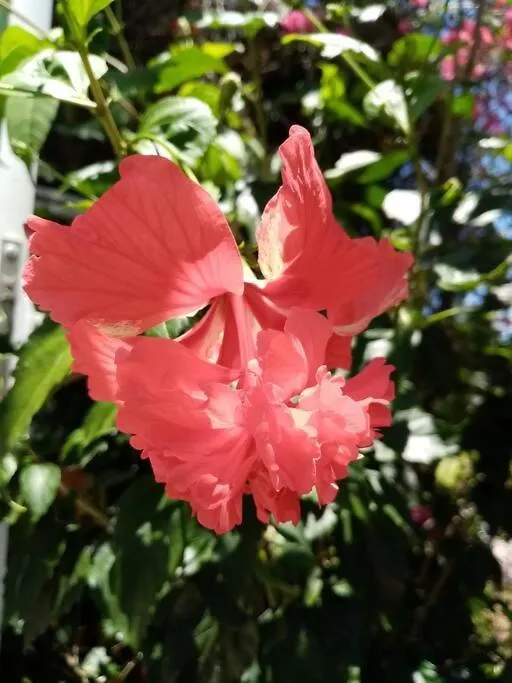 Holiday home Bungalow Papaye Sainte-Anne  Guadeloupe